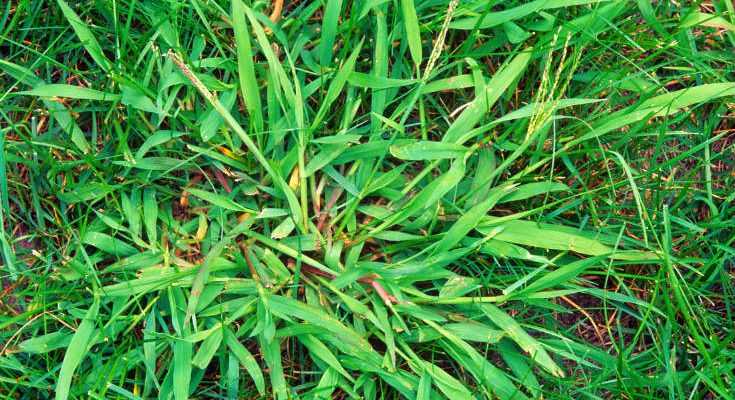 Best Crabgrass Killer and Crabgrass Control - Featured