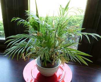 Epsom Salt for Parlor Palms