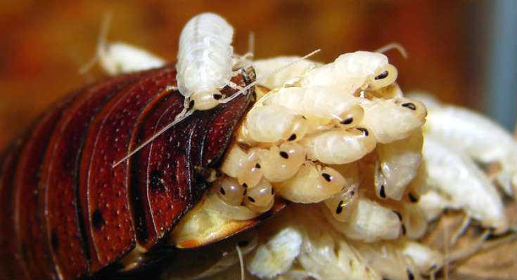 What do Baby Cockroaches Look Like? Identify them!