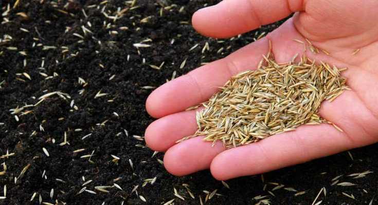 Does Grass Seed Go Bad: How Long Does Grass Seed Last?