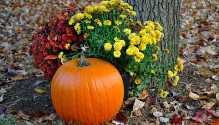 Halloween Garden Decor: Pumpkins, Corn Husks and Flowers
