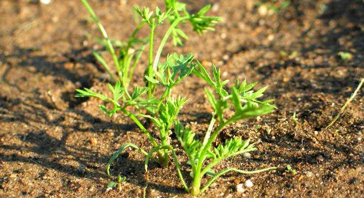 How Do Carrot Sprouts Look Like