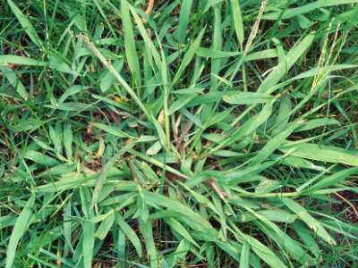 Crabgrass Images - 02