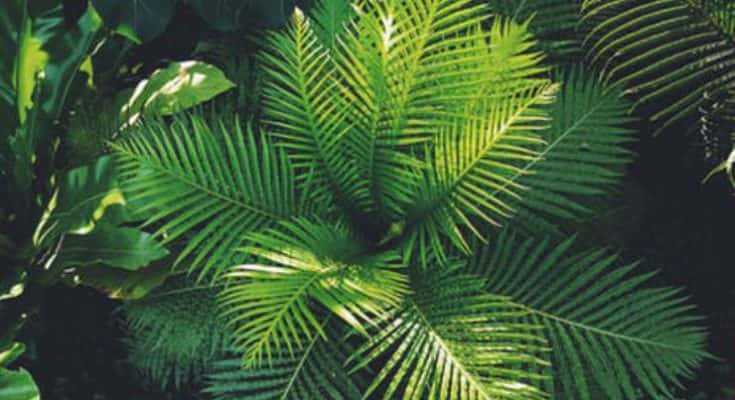 Fern: Growing and Caring