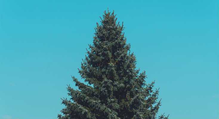 How to Kill a Pine Tree: 5 Alternative Methods