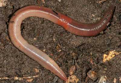 European Night Crawler Worms