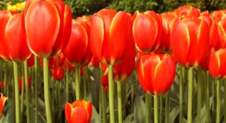 red-tulips
