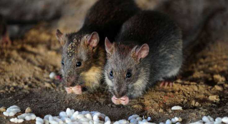 Best Rat Poison: The Best Ways To Get Rid Of Rats