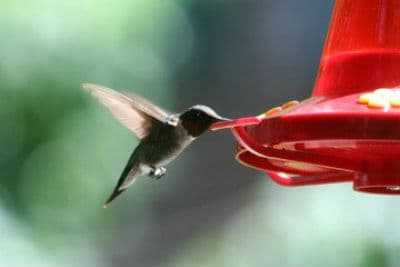 Hummingbird feeders