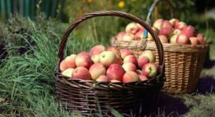 Harvesting Apples: Pick your Own Apple This Year