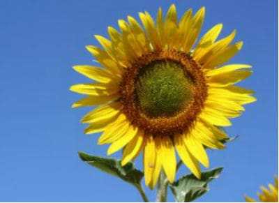 Planting Sunflowers in the garden