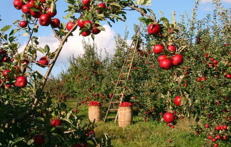 Picking apples from trees