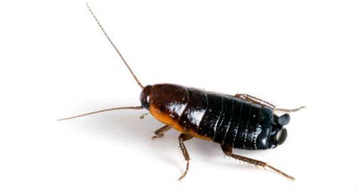 Oriental Cockroach Picture