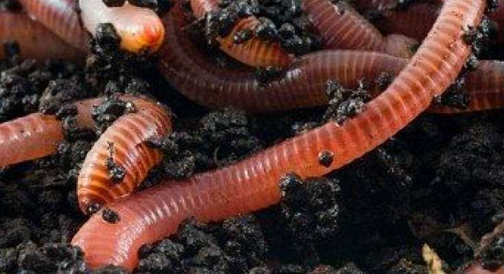 Worm Farm - Composting Guide with Worms