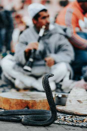 Poisonous Snakes Cobra with Humans