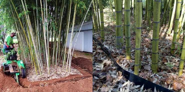 Bamboo Root Barrier How To