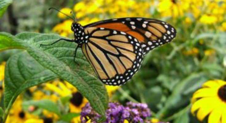 Planting a Pollinator Garden to Attract Bees and Butterflies