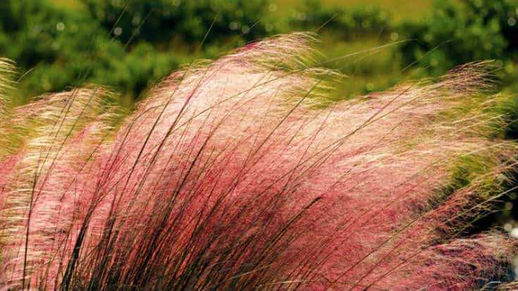 Pink Muhly Grass - Muhlenbergia Capillaris