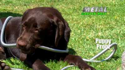 Metal hoses can withstand chweing by pets and rought handling