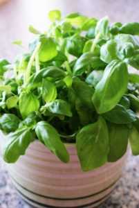 basil-herb