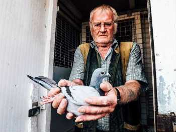 Keep away pigeons from garden