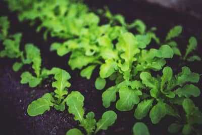 Second Planting - Green Garden Rows