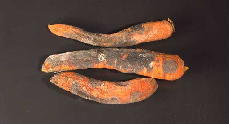 Rotten Carrots - How to Tell if Carrots gone bad?