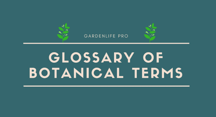 Glossary of Botanical Terms