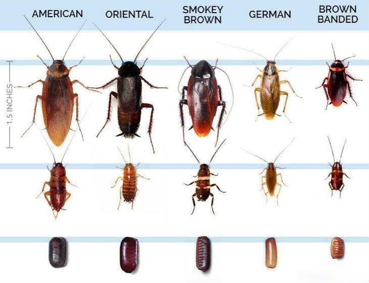 Pictures of Baby Cockroaches