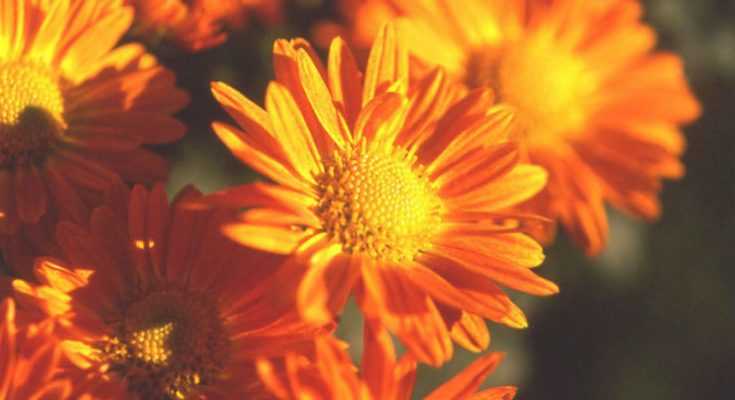 Fall Mums: The Guide to Growing and Caring for Chrysanthemums