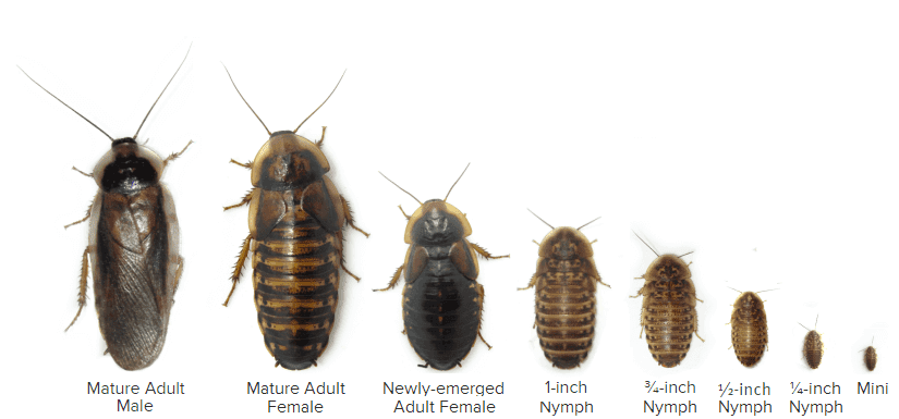 Cockroach Egg to Baby to Adult Roach Lifecycle