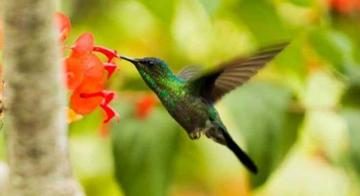 hummingbird-feature