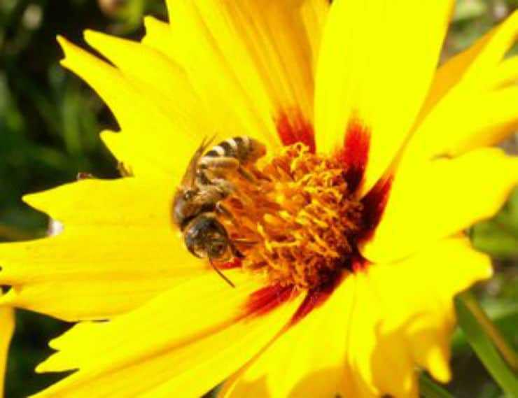 Why Are Bees So Important as Pollinators?
