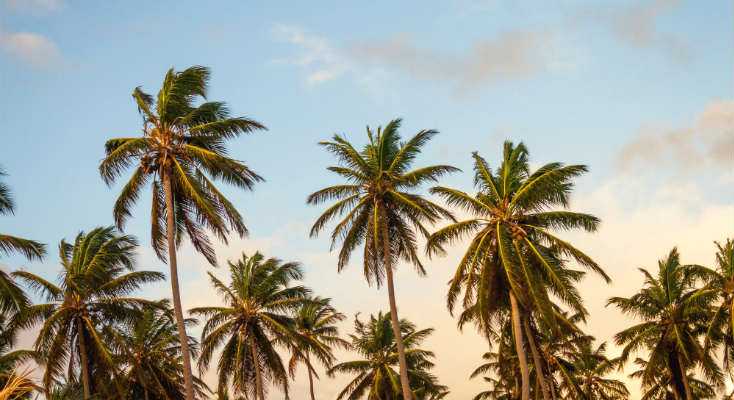 Epsom Salt for Palm Trees - The Guide