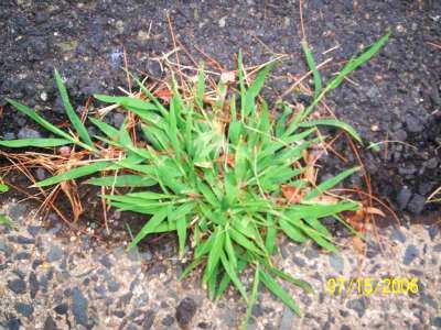 Crabgrass Images - 01