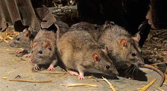Best Rat Trap - The Best Rat Food