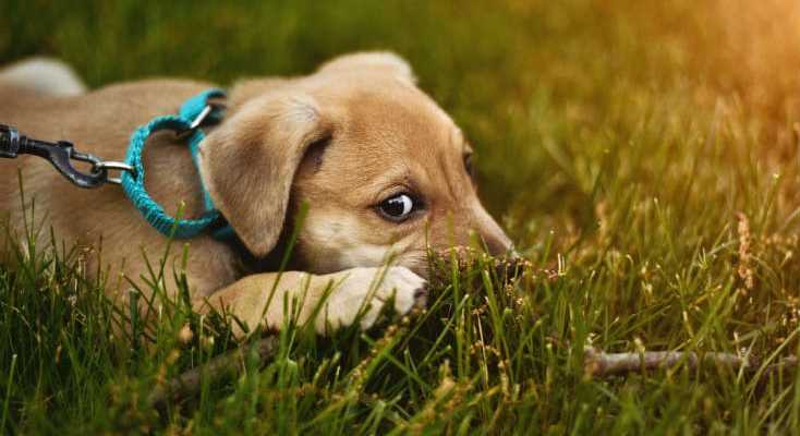 Best Grass for Dogs - Pet Friendly Grass Seeds Reviews
