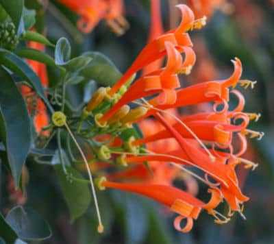 Trumpet Honeysuckle hummingbird