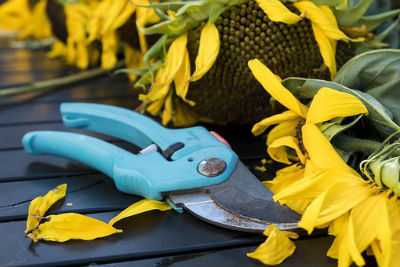 pruning tools - shears