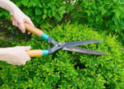 pruning hedges