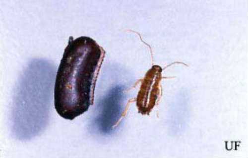 Picture of Baby Roaches - Juvenile Cockroach