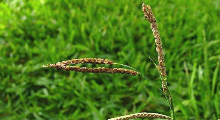 How to kill dallisgrass - Gardenlife Pro