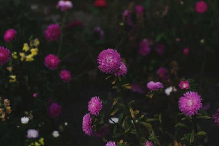 purple mums to care for