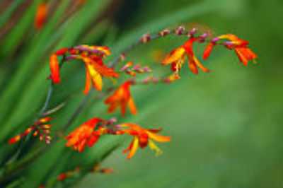 prune a red crocosmia