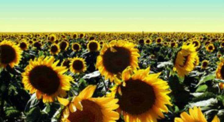 sunflower-field