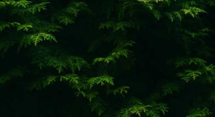 evergreen-closeup