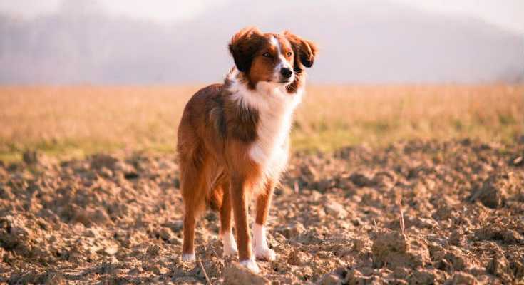 Dog Friendly Lawn Care: Pet Safe Fertilizer Reviews