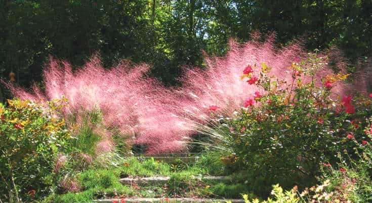 Muhlenbergia Capillaris - Where to Buy Pink Muhly?