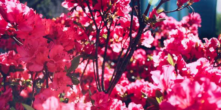 Epsom Salt for Azalea