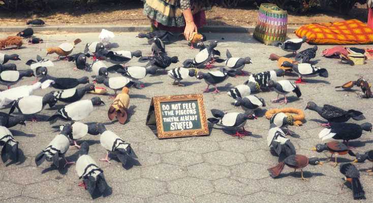 Best Ways to Get rid of Pigeons - Featured